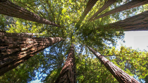 How Our Tree Care Process Works  in  Burlington, VT